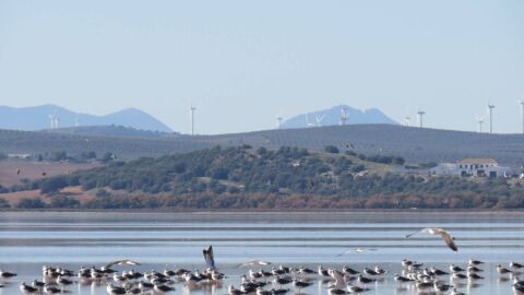 Gaviotas sombrías en la Laguna de Fuente de Piedra en Málaga