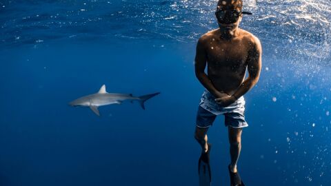 Tiburones Tiburones