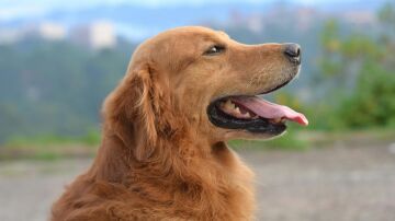Dos nuevos beneficios de tener perro confirmados por la ciencia