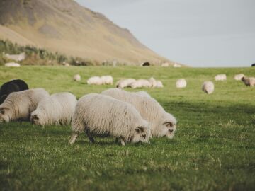 La oveja marismeña: una especie más amenazada que el lince