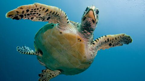 Tortuga.