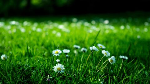 Flores Flores