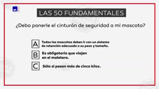 ¿Mi mascota debe ir con cinturón? ¿Mi mascota debe ir con cinturón?