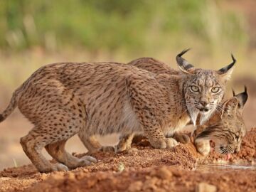 WWF España califica de "hito histórico" el paso del lince ibérico de especie "en peligro de extinción" a "vulnerable"