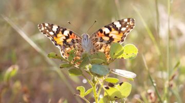 Una mariposa cardera en una rama 