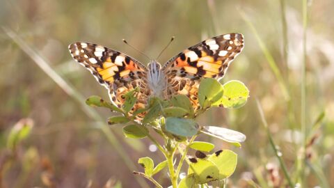 Una mariposa cardera en una rama Una mariposa cardera en una rama