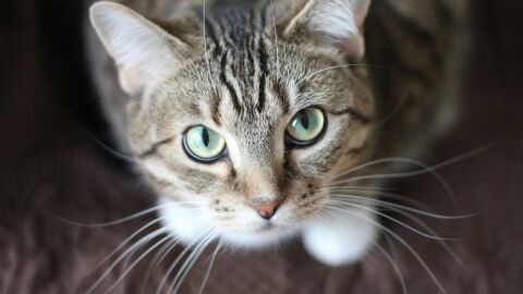 De los gatos que llegan a las protectoras solo el 4% lleva microchip Gato mirando a cámara