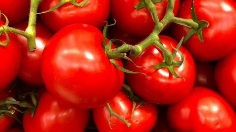 tomates