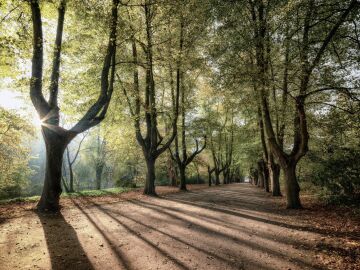 Sombras generadas por arboles 