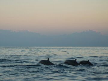 La CE toma medidas para evitar la captura accidental de delfines en el Golfo de Vizcaya