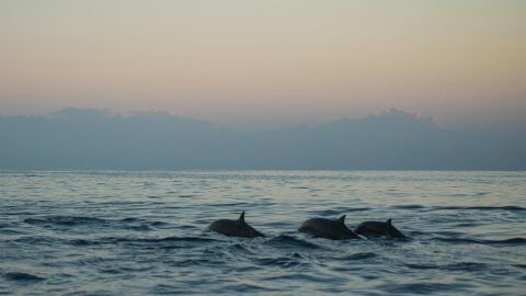 La CE toma medidas para evitar la captura accidental de delfines en el Golfo de Vizcaya La CE toma medidas para evitar la captura accidental de delfines en el Golfo de Vizcaya