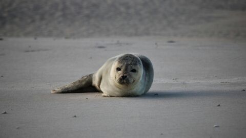 La foca gris vuelve a las playas de Doñana después de tres años