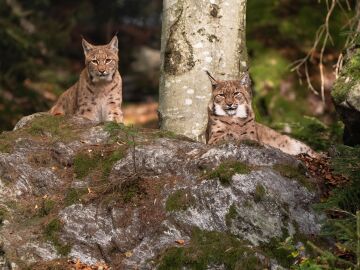 El lince ibérico supera los 2.400 ejemplares y consolida su expansión en la Península El lince ibérico supera los 2.400 ejemplares y consolida su expansión en la Península