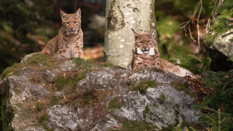 El lince ibérico supera los 2.400 ejemplares y consolida su expansión en la Península