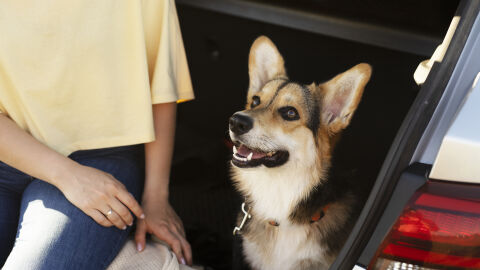 Perro de viaje en coche