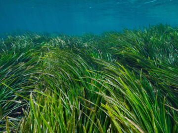 El CSIC lidera un estudio que revela el enorme potencial de las praderas submarinas para atrapar carbono El CSIC lidera un estudio que revela el enorme potencial de las praderas submarinas para atrapar carbono