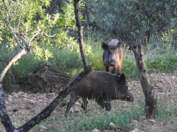 Christian Gortázar, catedrático de Sanidad Animal, con Carlos Alsina en ‘Más de uno’: “En Europa, la peste porcina afecta exclusivamente al cerdo y al jabalí” Christian Gortázar, catedrático de Sanidad Animal, con Carlos Alsina en ‘Más de uno’: “En Europa, la peste porcina afecta exclusivamente al cerdo y al jabalí”
