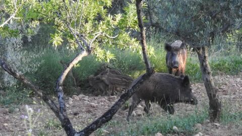Christian Gortázar, catedrático de Sanidad Animal, con Carlos Alsina en ‘Más de uno’: “En Europa, la peste porcina afecta exclusivamente al cerdo y al jabalí”