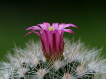 España descubre 80 nuevas especies vegetales en tan solo dos años España descubre 80 nuevas especies vegetales en tan solo dos años