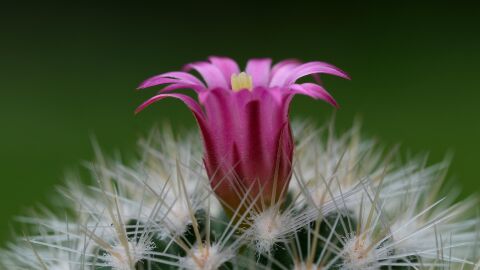 España descubre 80 nuevas especies vegetales en tan solo dos años España descubre 80 nuevas especies vegetales en tan solo dos años