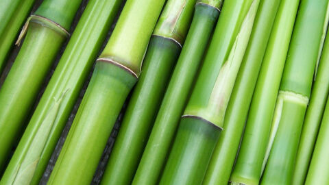 Los beneficios del bambú como alimento y sus precauciones necesarias Los beneficios del bambú como alimento y sus precauciones necesarias