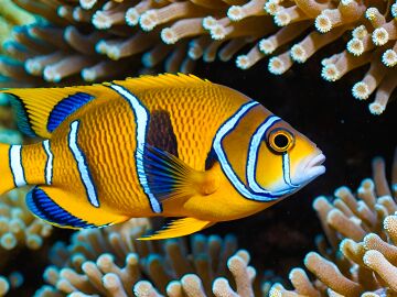 La creativa soluci&oacute;n de Miami Beach para potenciar su biodiversidad marina