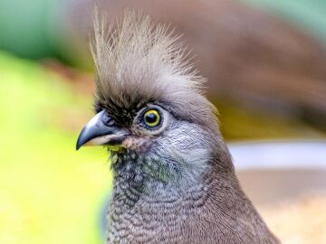 El a&ntilde;o pasado se extinguieron la preocupante cifra de 44 especies