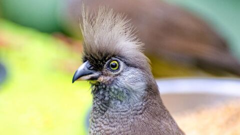 El a&ntilde;o pasado se extinguieron la preocupante cifra de 44 especies