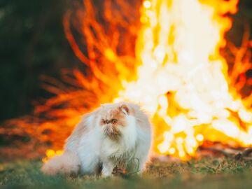Los m&aacute;s olvidados en las emergencias, nuestros animales