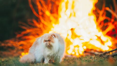 Los más olvidados en las emergencias, nuestros animales Los más olvidados en las emergencias, nuestros animales