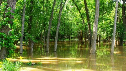 El suelo forestal est&aacute; saturado de agua y las lluvias contin&uacute;an peligrosamente