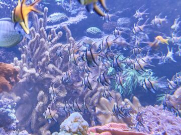 El mayor proyecto de replantaci&oacute;n de posidonia del Mediterr&aacute;neo recupera tres hect&aacute;reas marinas