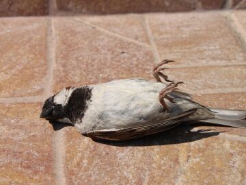C&oacute;mo actuar cuando encuentras el cuerpo de un ave y a qu&eacute; riesgos te expones si lo haces de forma indevida
