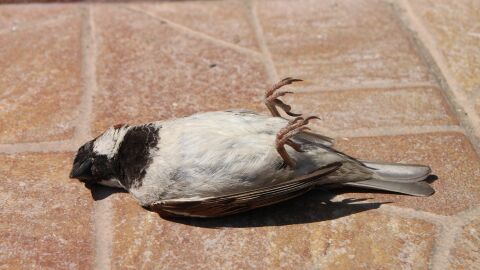 C&oacute;mo actuar cuando encuentras el cuerpo de un ave y a qu&eacute; riesgos te expones si lo haces de forma indevida