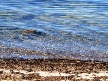 Espa&ntilde;a aprueba un Real Decreto hist&oacute;rico para proteger las praderas marinas y frenar el impacto del fondeo