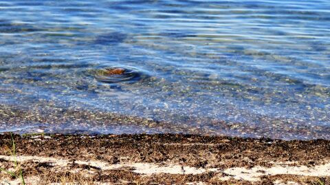 Espa&ntilde;a aprueba un Real Decreto hist&oacute;rico para proteger las praderas marinas y frenar el impacto del fondeo