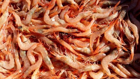El calentamiento del Mediterráneo acelera la invasión del langostino café en las costas españolas El calentamiento del Mediterráneo acelera la invasión del langostino café en las costas españolas