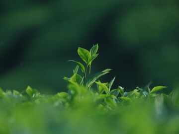 Se descubre un factor que apunta que el calor extremo rompe la capacidad de adaptaci&oacute;n gen&eacute;tica de las plantas frenando su reproducci&oacute;n 