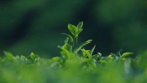 Se descubre un factor que apunta que el calor extremo rompe la capacidad de adaptación genética de las plantas frenando su reproducción Se descubre un factor que apunta que el calor extremo rompe la capacidad de adaptación genética de las plantas frenando su reproducción