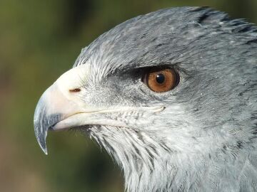 &Eacute;xito total en Daimiel: los GPS de los cern&iacute;calos primilla nos anuncian que todos los ejemplares regresan desde &Aacute;frica sanos y salvos