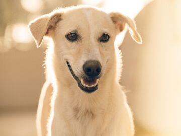 Viajar con mascotas o dejarlas en un hotel para ellos: la decisi&oacute;n clave esta Semana Santa