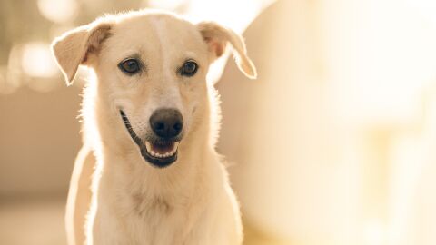 Viajar con mascotas o dejarlas en un hotel para ellos: la decisi&oacute;n clave esta Semana Santa