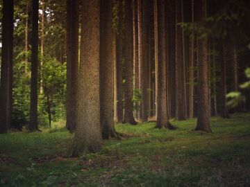 El planeta pierde 41 millones de hectáreas de bosque en la última década El planeta pierde 41 millones de hectáreas de bosque en la última década