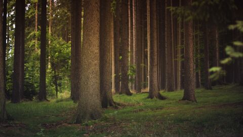 El planeta pierde 41 millones de hect&aacute;reas de bosque en la &uacute;ltima d&eacute;cada