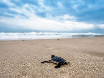 Liberan en Moj&aacute;car 27 tortugas bobas nacidas en Almer&iacute;a tras un a&ntilde;o de seguimiento y cuidados