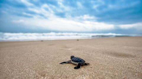 Liberan en Mojácar 27 tortugas bobas nacidas en Almería tras un año de seguimiento y cuidados Liberan en Mojácar 27 tortugas bobas nacidas en Almería tras un año de seguimiento y cuidados