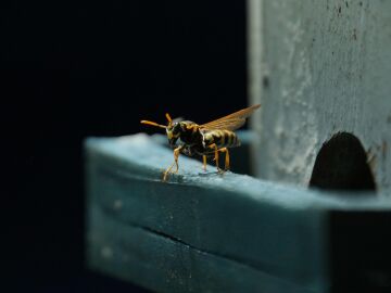 El riesgo oculto tras la picadura de avispas y abejas que pueden desencadenar en reacción local o shock anafiláctico El riesgo oculto tras la picadura de avispas y abejas que pueden desencadenar en reacción local o shock anafiláctico