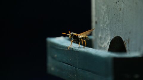 El riesgo oculto tras la picadura de avispas y abejas que pueden desencadenar en reacci&oacute;n local o shock anafil&aacute;ctico