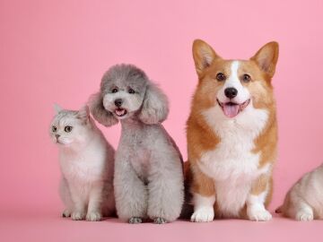 Los expertos defienden limitar las especies que pueden ser mascotas para reducir el riesgo de enfermedades Los expertos defienden limitar las especies que pueden ser mascotas para reducir el riesgo de enfermedades