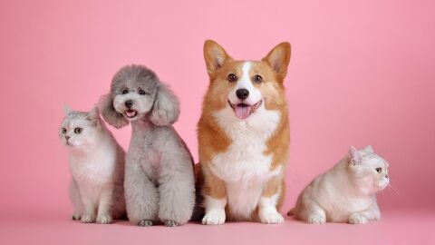 Los expertos defienden limitar las especies que pueden ser mascotas para reducir el riesgo de enfermedades Los expertos defienden limitar las especies que pueden ser mascotas para reducir el riesgo de enfermedades